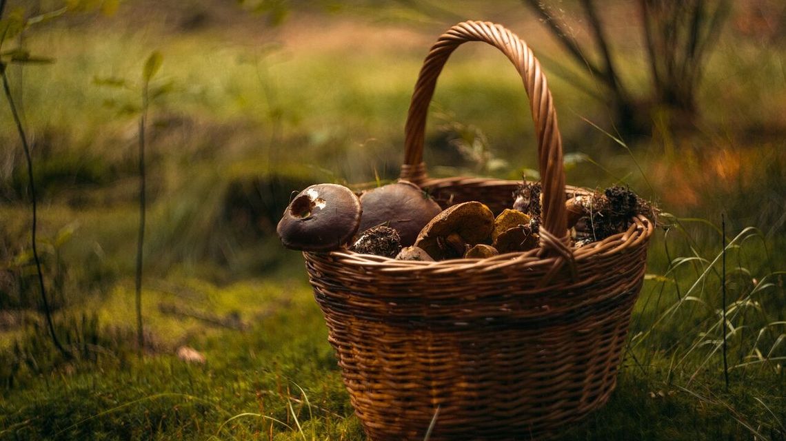 Grzybiarz stracił z oczu żonę, szukała go policja z dwóch powiatów Grzybiarz stracił z oczu żonę, szukała go policja z dwóch powiatów
