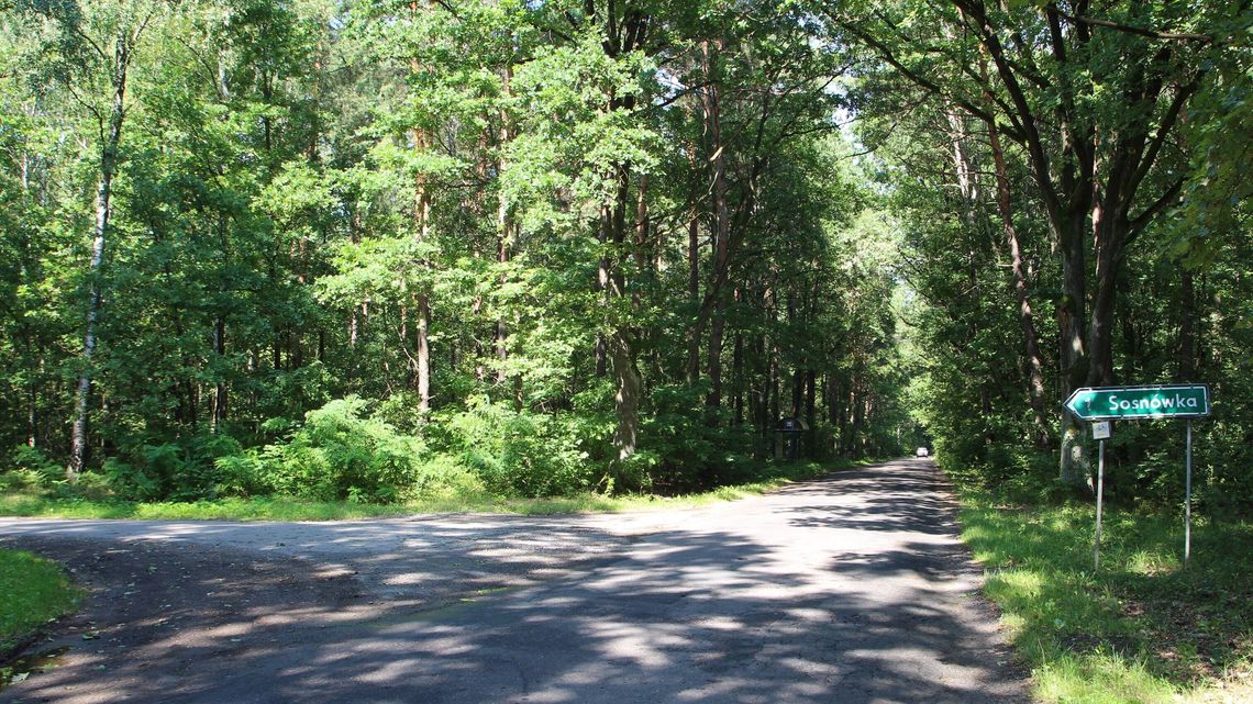 Grzybiarz twierdzi, że wilk podrapał go w brzuch. Specjaliści zaprzeczają i apelują, żeby nie straszyć wilkami