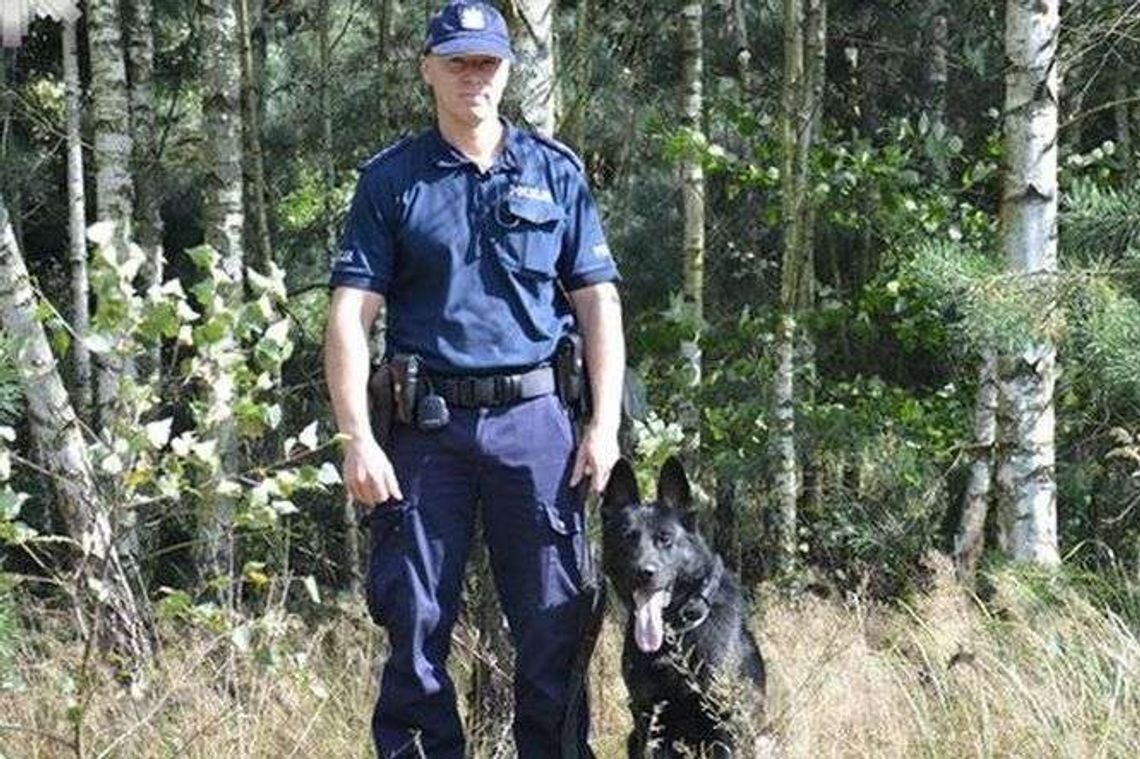 Grzybiarz zabłądził w lesie. Pomógł Ramzes - policyjny pies 