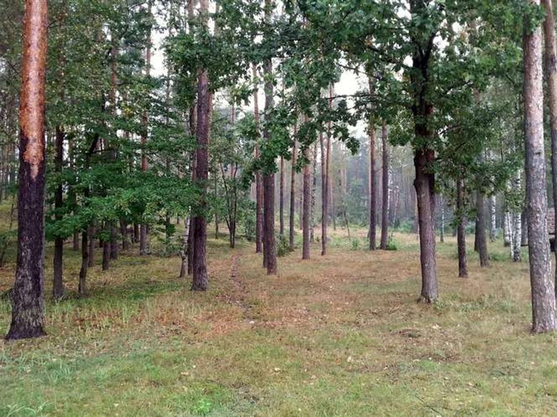 Grzybiarz zaginął koło Puław, odnaleziony w ostatniej chwili