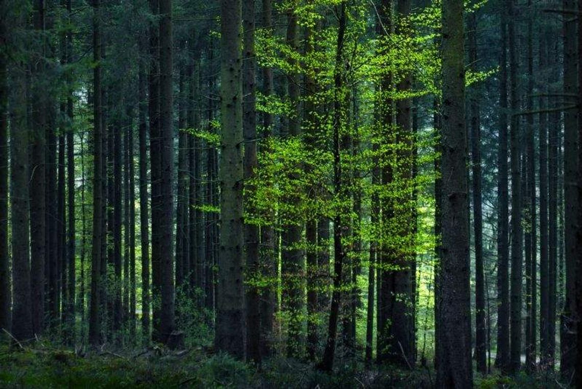 Grzybiarz zaginął w lesie. Znaleźli go kilka godzin później, nie mógł chodzić