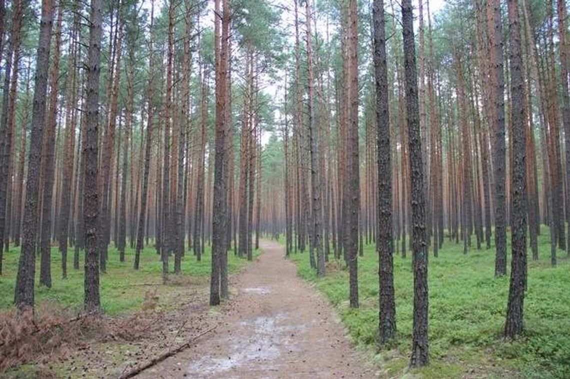 Grzybiarz zgubił samochód, wezwał policję Grzybiarz zgubił samochód, wezwał policję