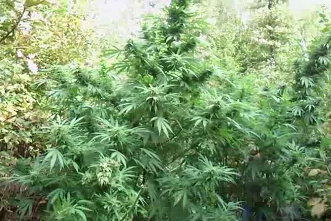 Grzybiarz znalazł plantację marihuany w lesie (wideo) Grzybiarz znalazł plantację marihuany w lesie (wideo)