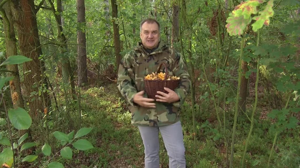 Grzybiarze mogą roznosić ASF? Sprawdź jak bezpiecznie zbierać grzyby