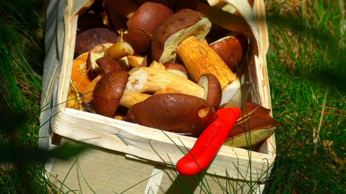 Grzybobranie koło Włodawy. Trzy osoby nie umiały wyjść z lasu