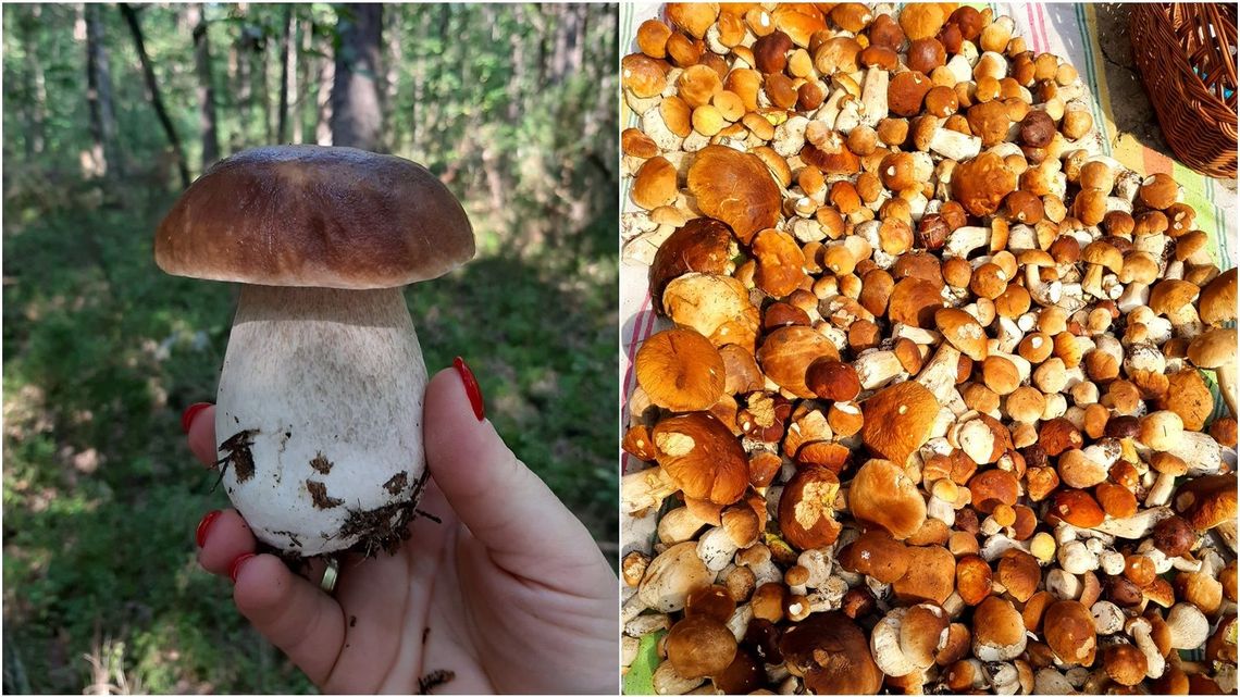 Grzybobranie w lubelskich lasach. "Jest wysyp prawdziwków" [zdjęcia]