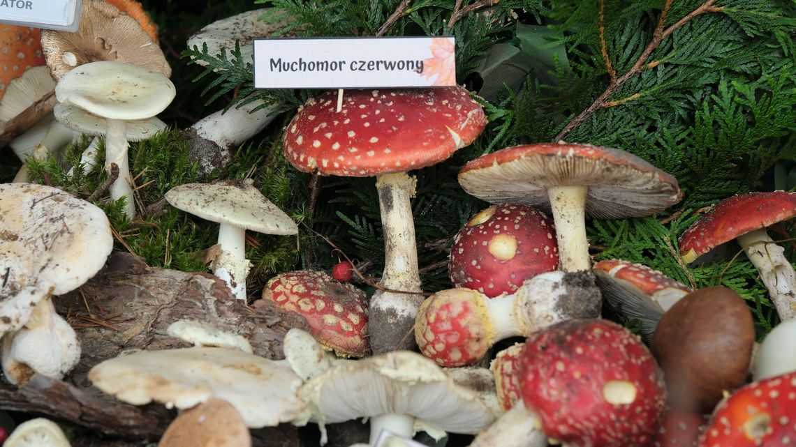 Grzybobranie z głową. Lubelski sanepid radzi, jak nie pomylić borowika z muchomorem