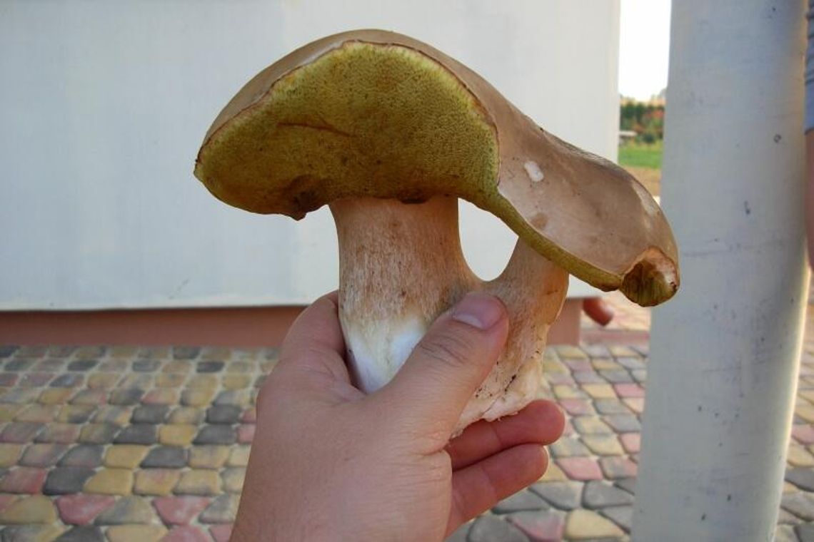 Grzybobranie. Zdjęcia zbiorów naszego Czytelnika