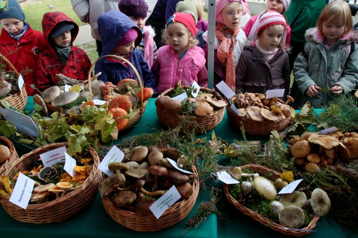 Grzyby. Jak odróżnić jadalne i trujące? Poradnik wideo