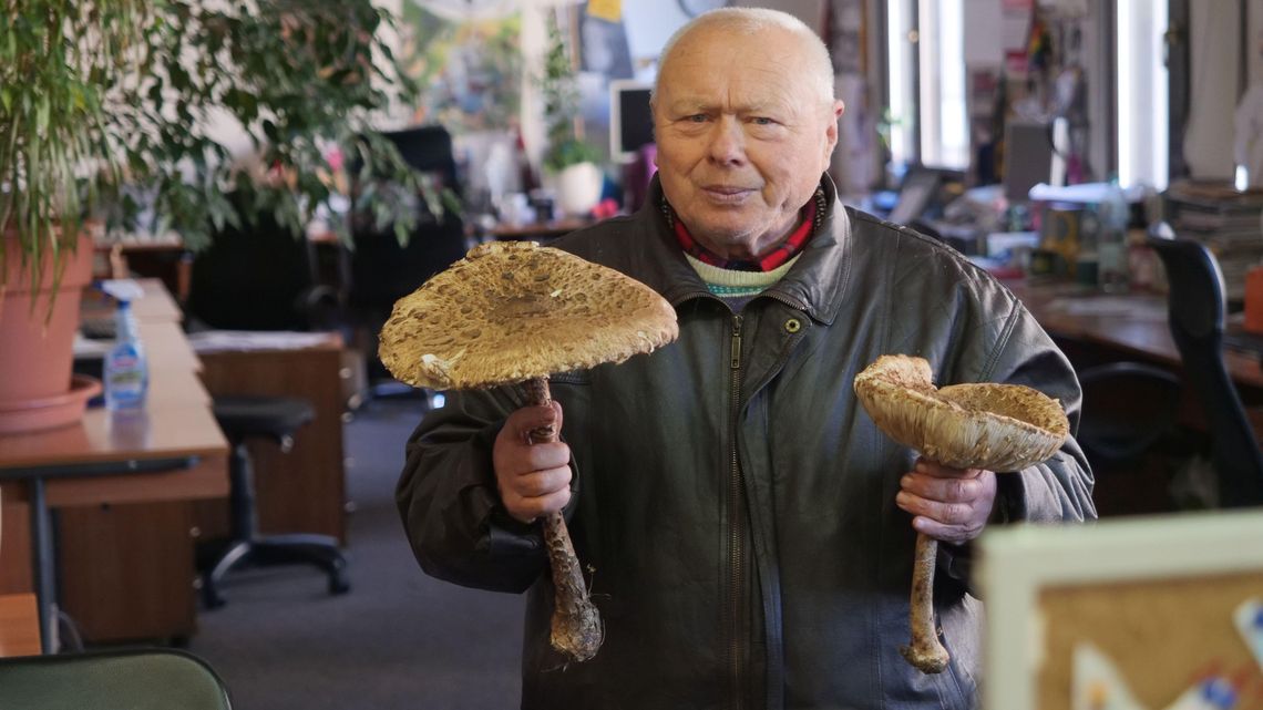 "Grzyby jeszcze są!" Pan Zbigniew znalazł dużą kanię koło domu