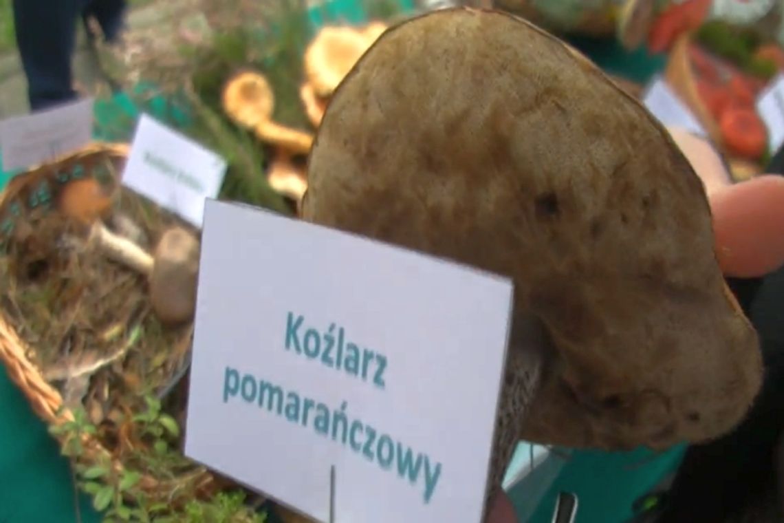 Grzyby - koźlarze. Jakie są rodzaje, gdzie znaleźć?