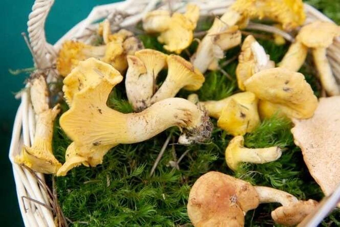 Grzyby. Kurki na topie, przepisy na potrawy z kurkami