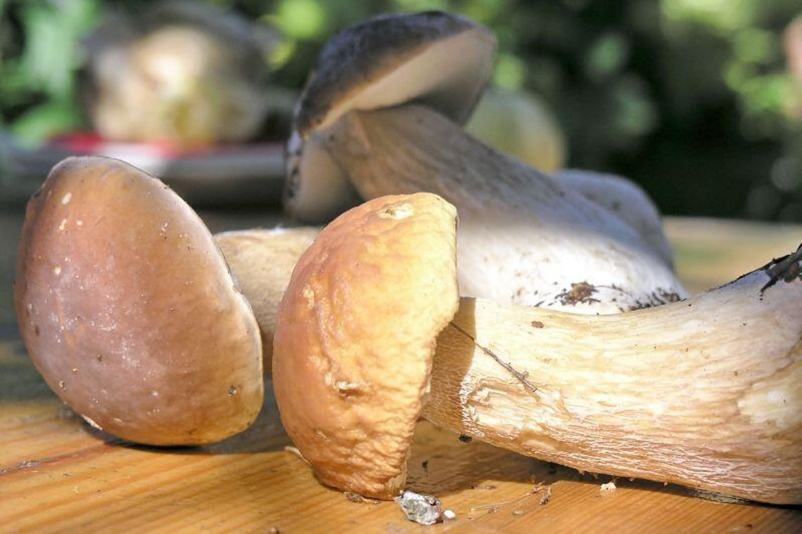 Grzyby na zimę. Jak ususzyć?