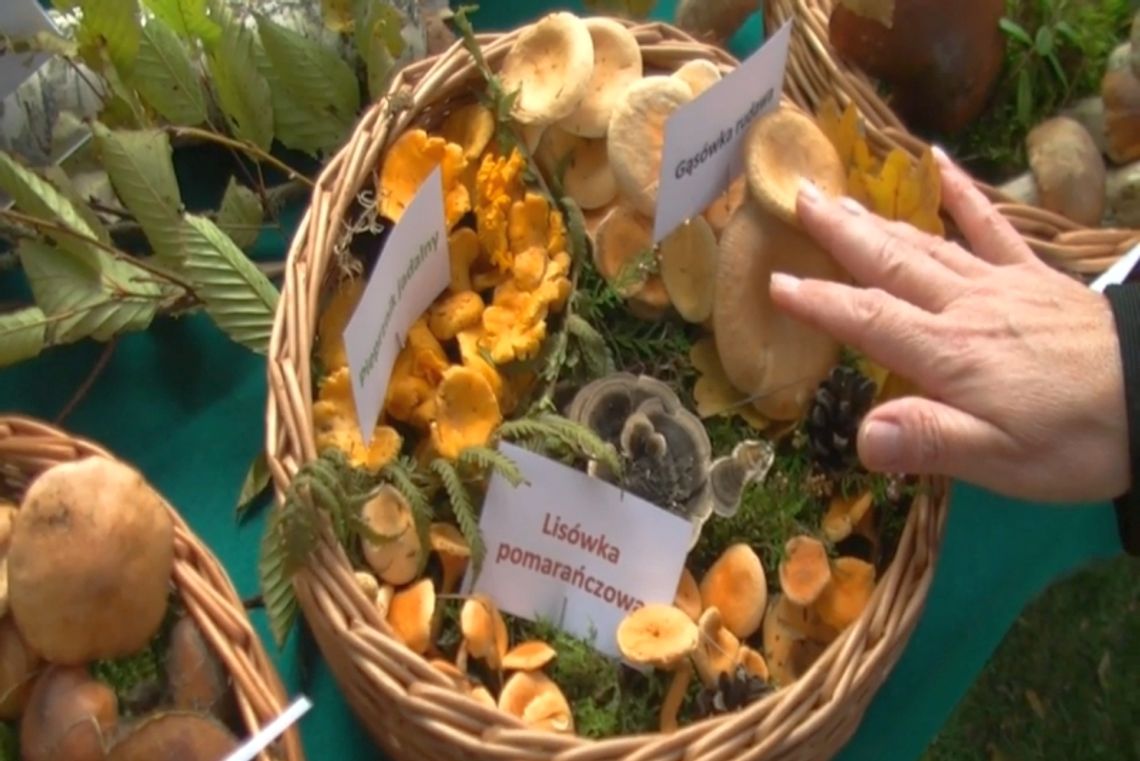 Grzyby - poradnik. Kurka (pieprznik jadalny) i lisówka pomarańczowa. Jak odróżnić?