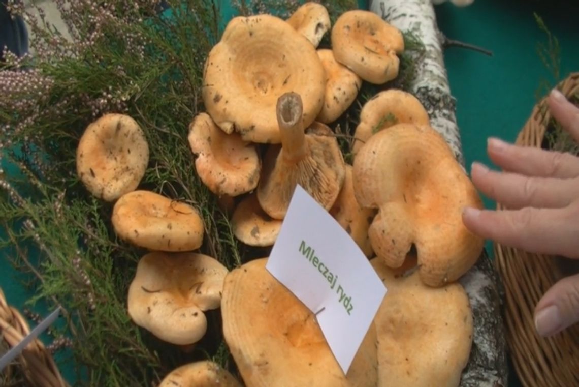 Grzyby - poradnik. Mleczaj rydz, jak nie pomylić z wełnianką?