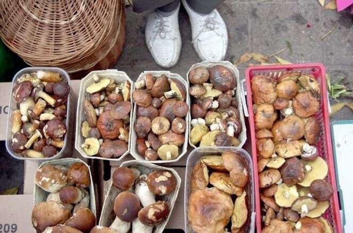 Grzyby: Suszenie, solenie, marynowanie. Instrukcja obsługi