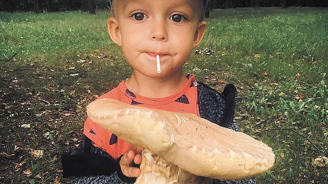 Grzyby w woj. lubelskim. Borowik gigant