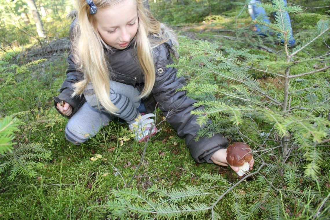 Grzyby w woj. lubelskim rosną jak na drożdżach (zdjęcia)