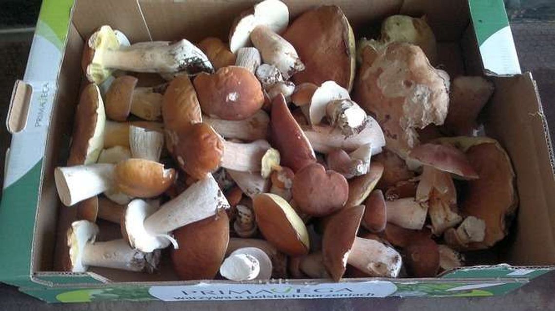 Grzyby w woj. lubelskim. Zdjęcia Czytelników