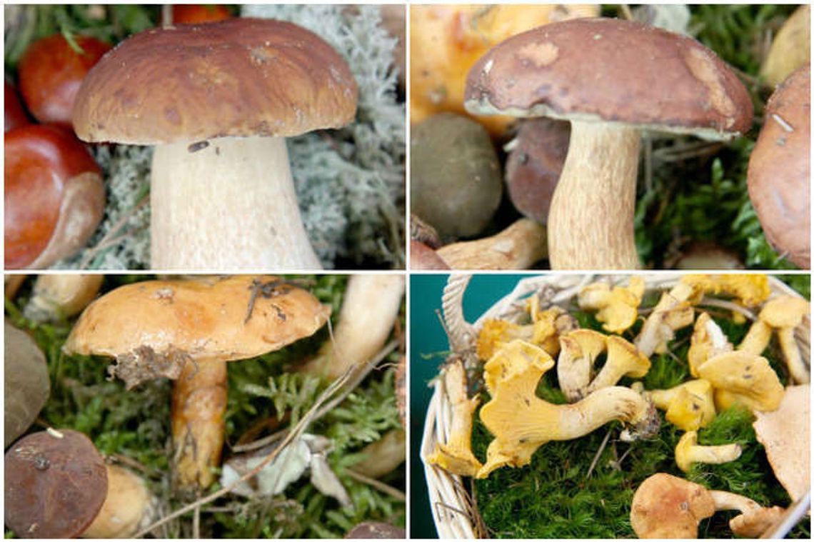 Grzyby warte zachodu w lesie i kuchni