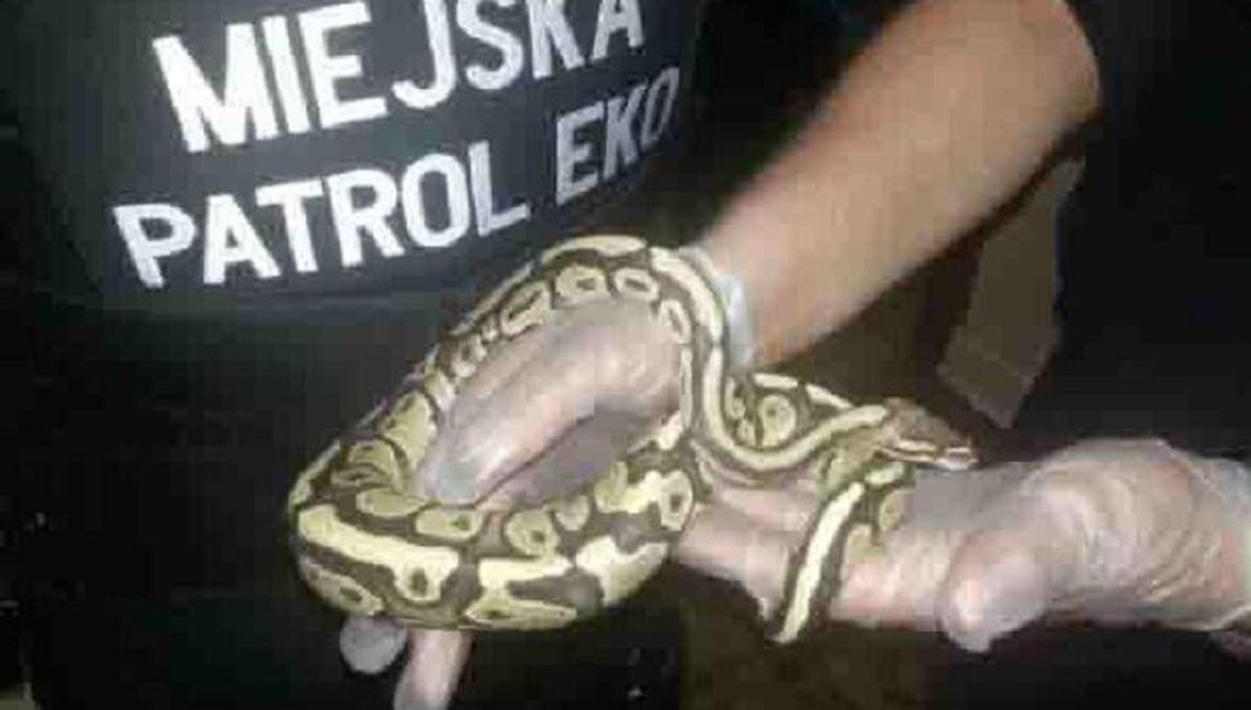 Hak na węże, transporter dla płazów. Straż Miejska będzie doposażona 