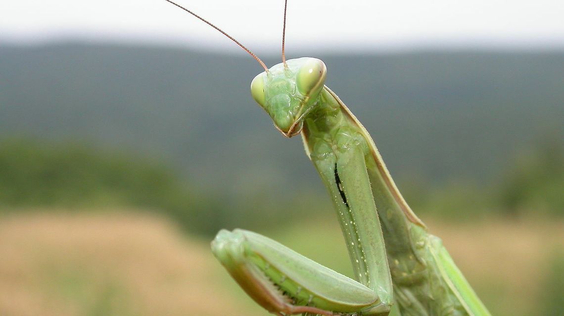 Halo, czy jest tu ten owad? Naukowcy proszą o jego zdjęcia