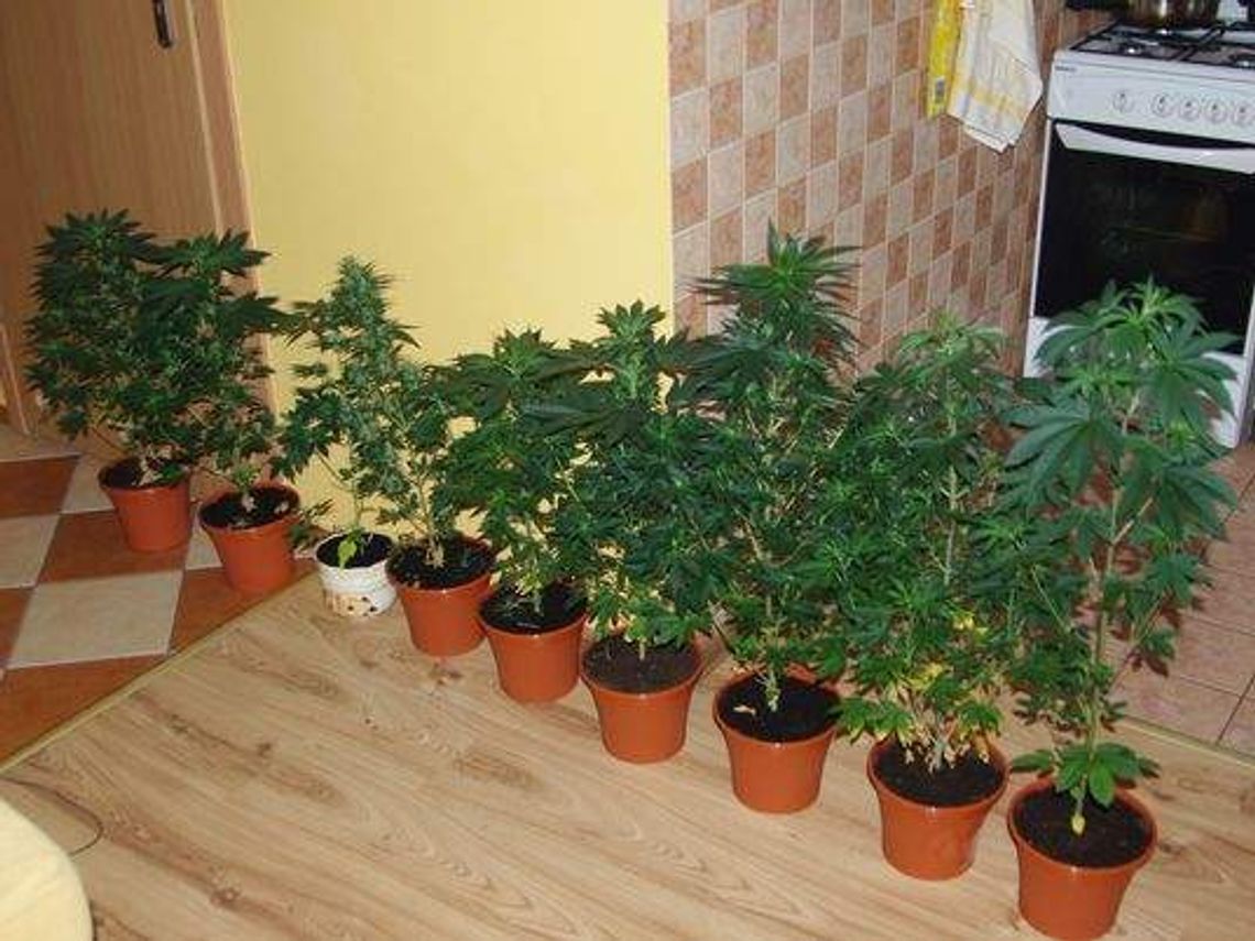 Handel narkotykami: 13 osób zatrzymanych, 16-latek miał plantację w domu