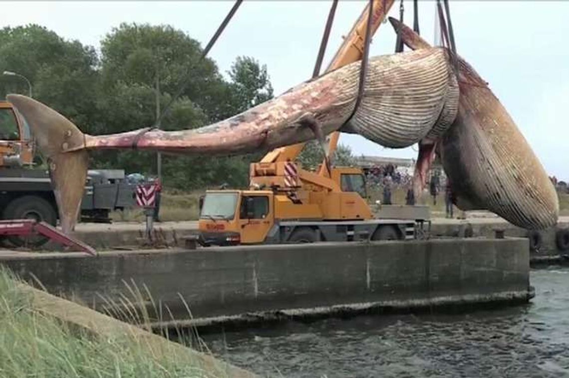 Hel. Martwy wieloryb wyciągnięty z morza (wideo)