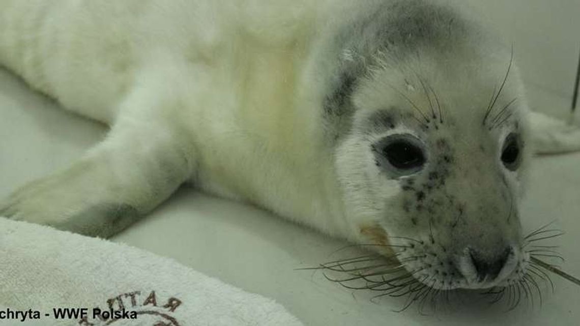 Helenka miała zmiażdżoną głowę. Kolejna martwa foka nad Bałtykiem
