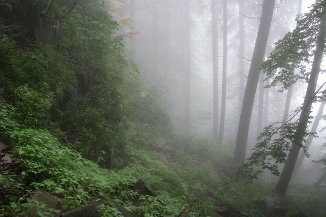 Historia: Jeden dzień z życia partyzantów w Puszczy Solskiej