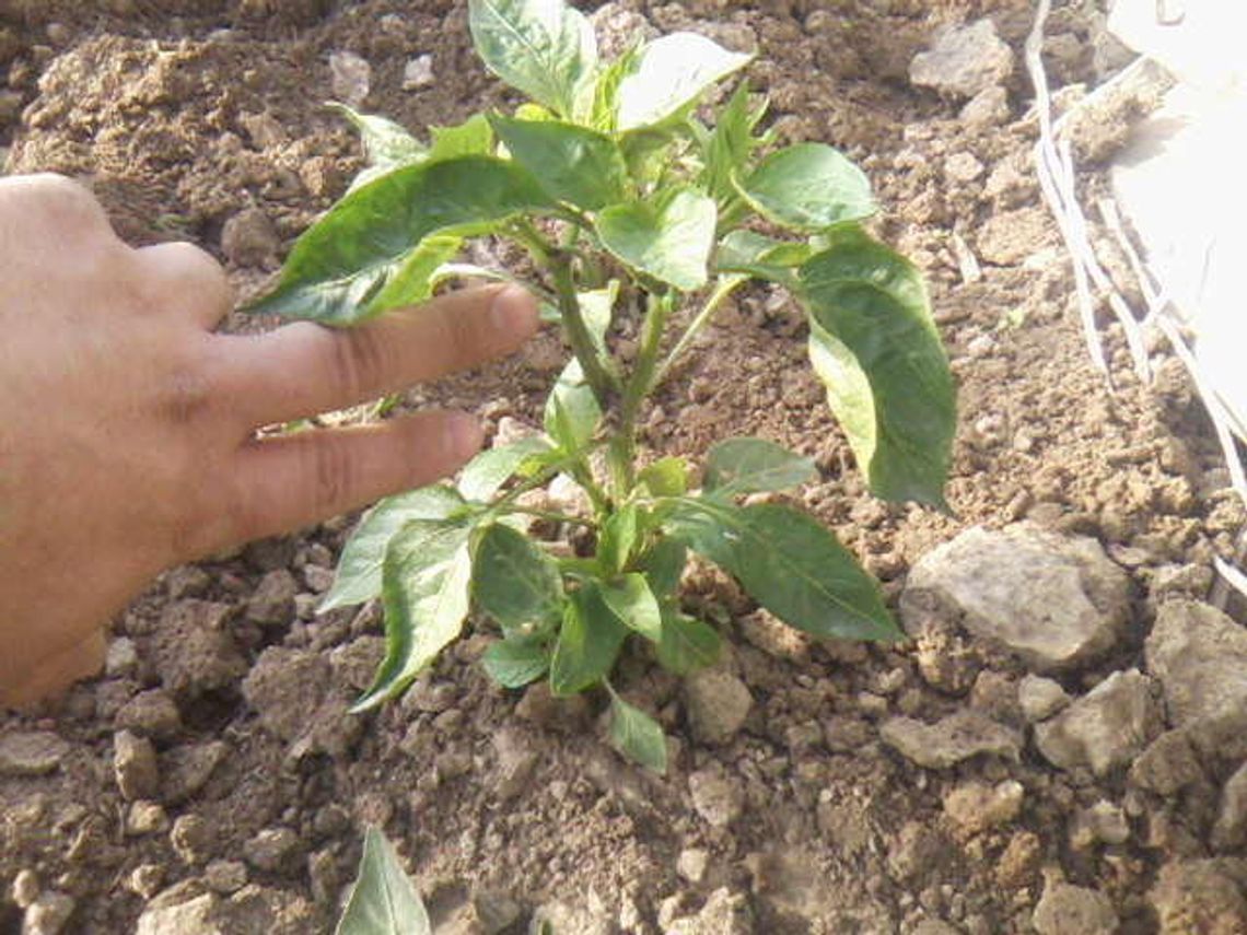 Historia vitae magistra