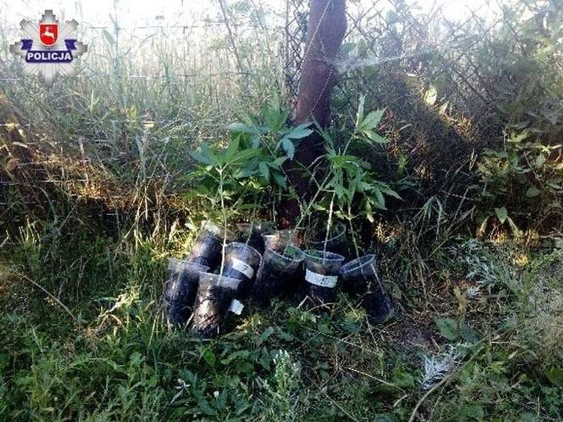 Hodował konopie na działce. Policjanci zatrzymali 26-latka