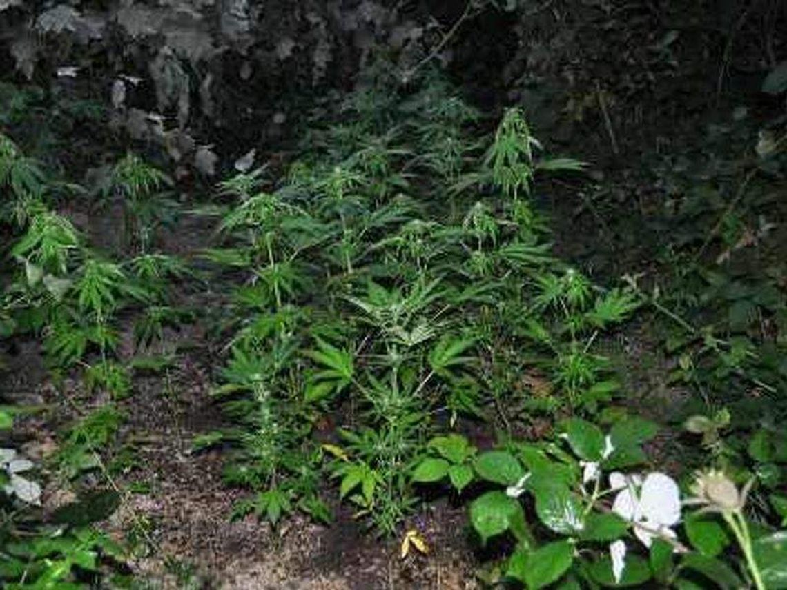 Hodowali konopie indyjskie, wpadli w policyjną zasadzkę