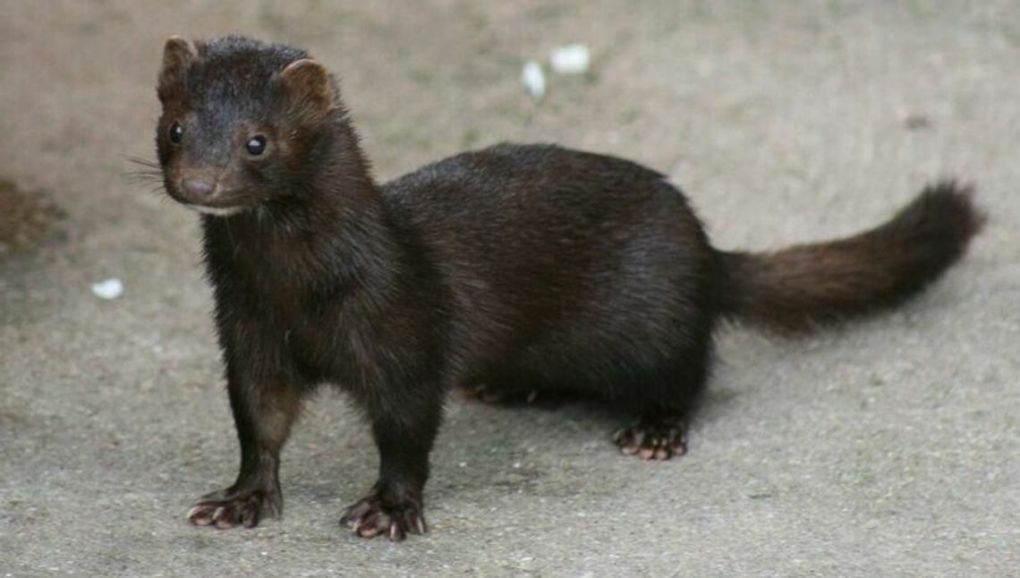 Hodowca norek nie musi wybijać 37 tys. zwierząt. "Można było to zrobić od razu, a nie politykę uprawiać"