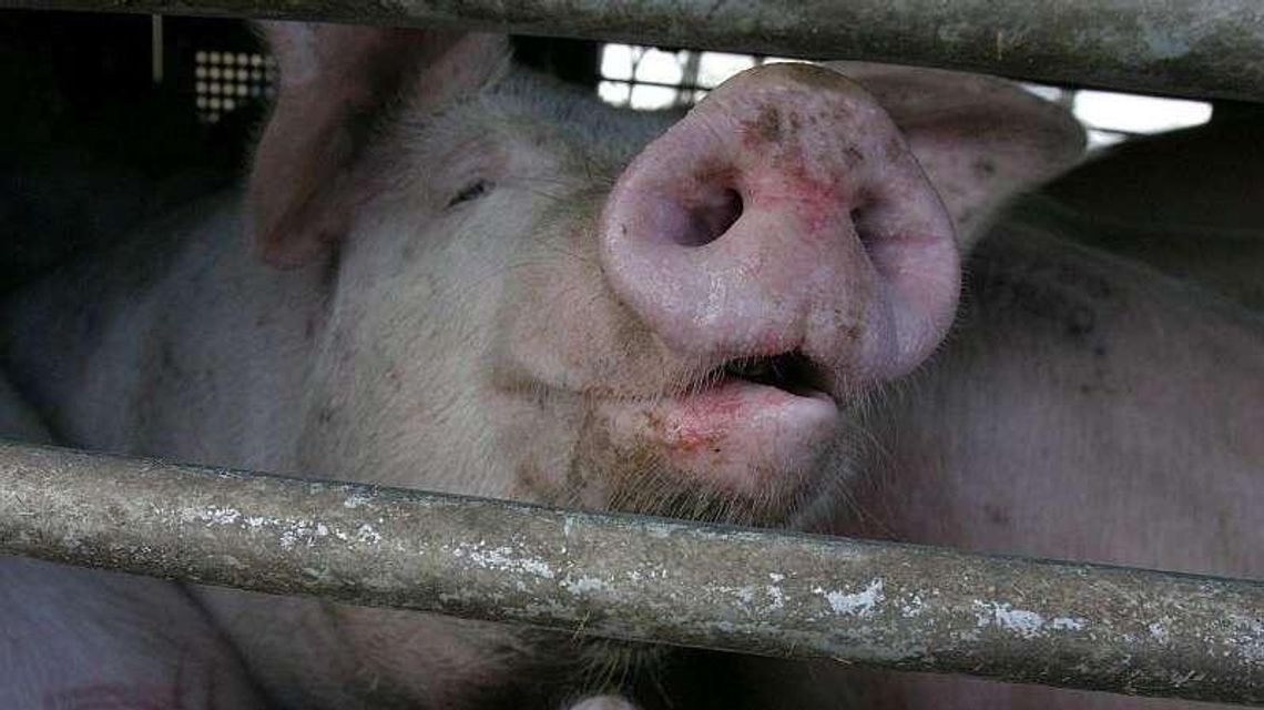 Hodowcy drżą o swoją trzodę. Wszystko przez ASF Hodowcy drżą o swoją trzodę. Wszystko przez ASF