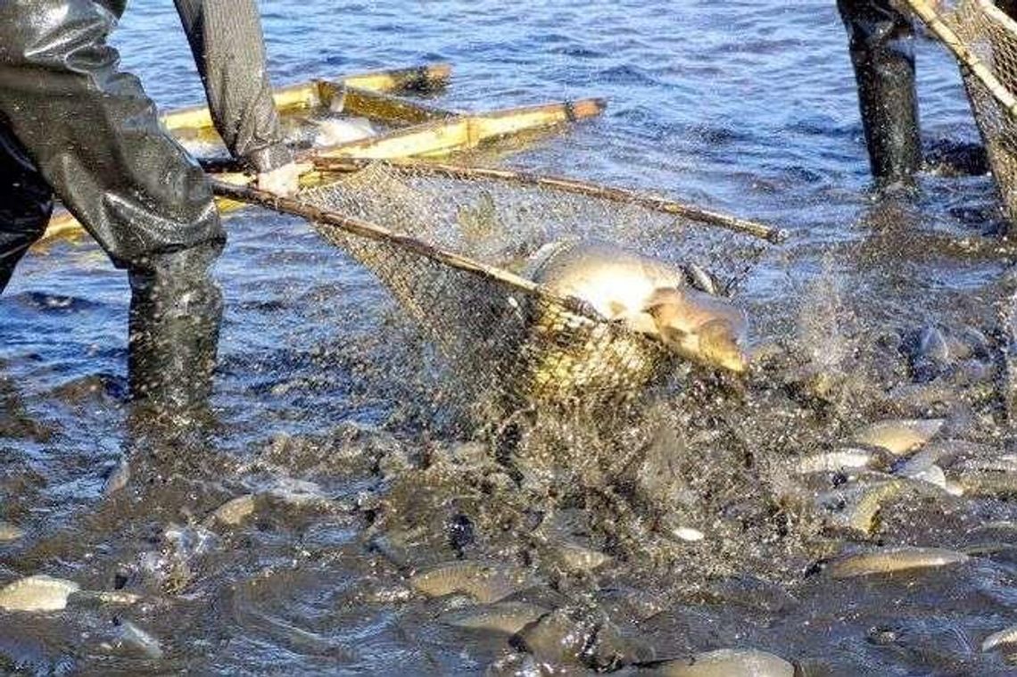 Hodowcy ryb w Lubelskiem: zmiany w dzieleniu dotacji grożą zamknięciem hodowli 