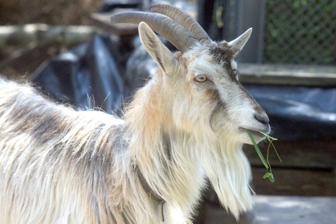 Hodowla kóz - biznes nie dla każdego