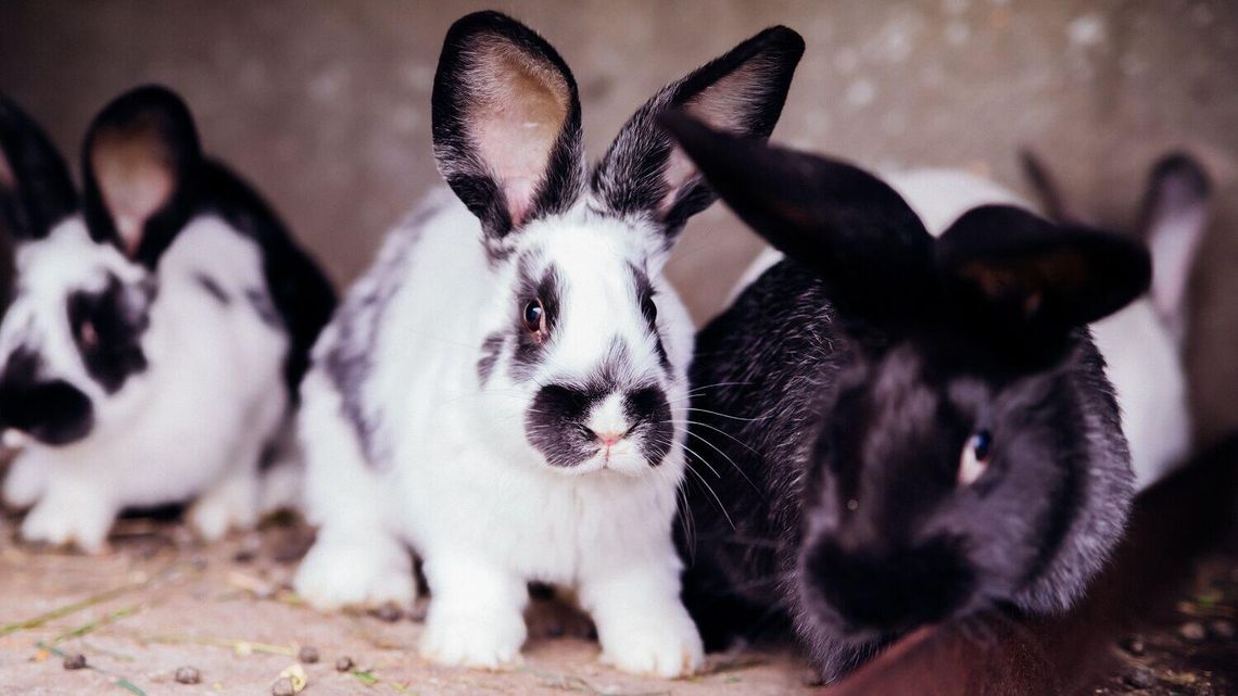 Hodowla królików - wybór ras i koszty utrzymania