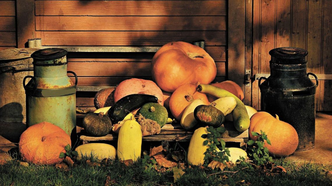 Hokkaido, makaronowa, zwyczajna. Wybrane dania z dyni [przepisy]