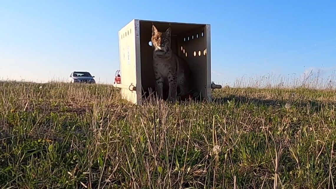 Horaj wrócił na Roztocze. Moment wypuszczenia rysia na wolność [wideo]