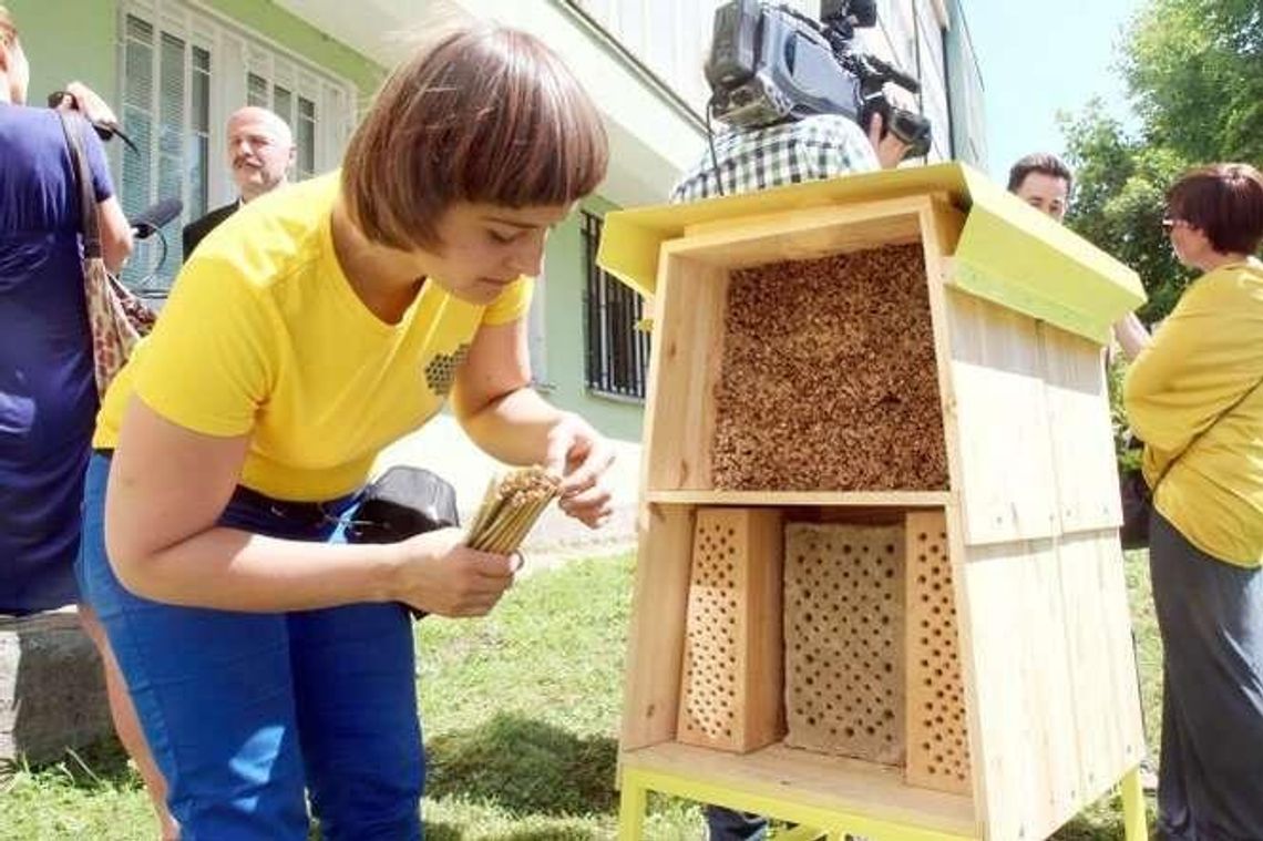 Hotele dla pszczół staną przy lubelskich szkołach. Zamieszka w nich murarka ogrodowa