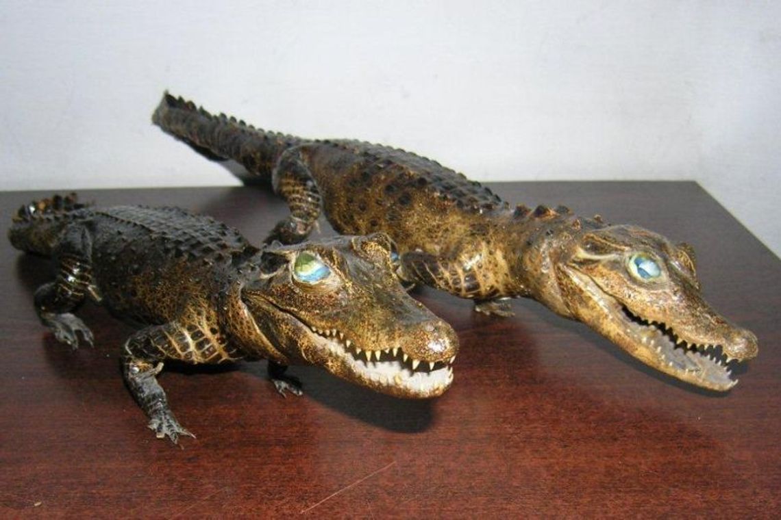 Hrebenne: Chciał przemycić dwa kajmany