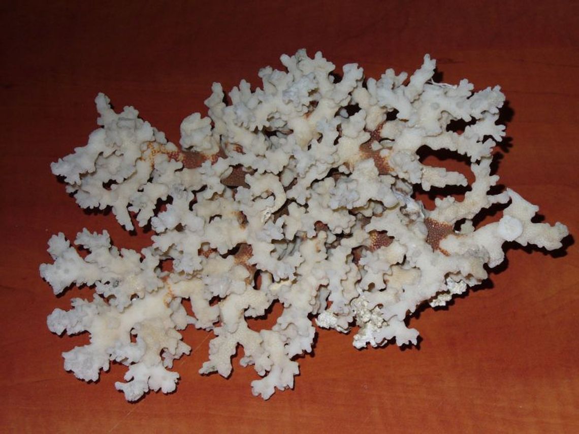 Hrebenne: Podróżny z koralowcami, czyli problemy z prezentem od babci