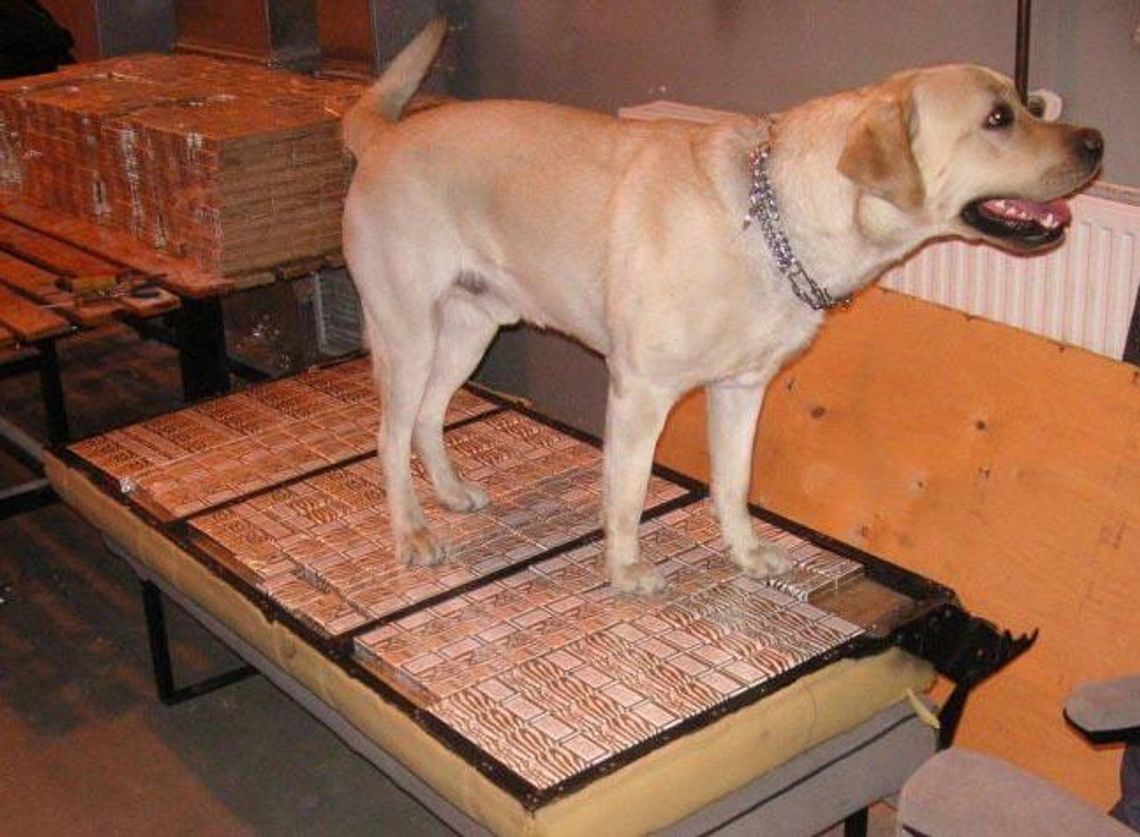 Hrebenne: Porto – pies na szmugiel