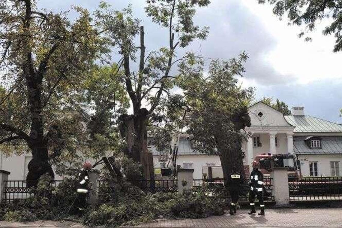 Hrubieszów: (Nie)pomnikowy jesion czeka na piłę