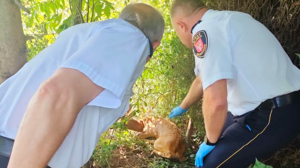 Hrubieszów: Sarence na ratunek ruszył mieszkaniec i mundurowi