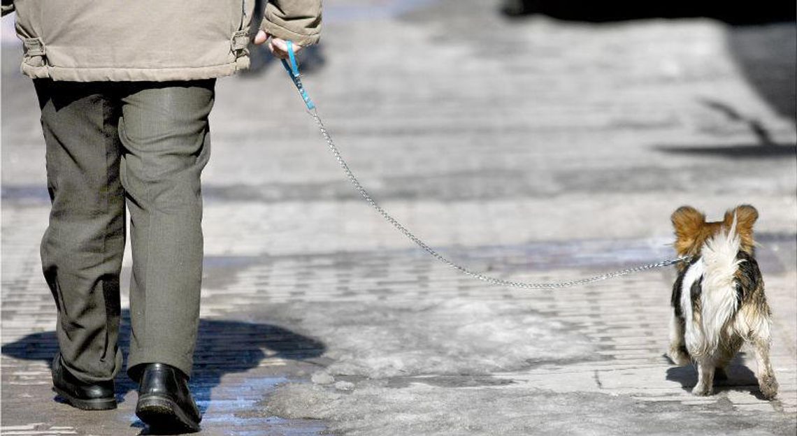 Hrubieszów: Zaczipuj swojego psa za darmo