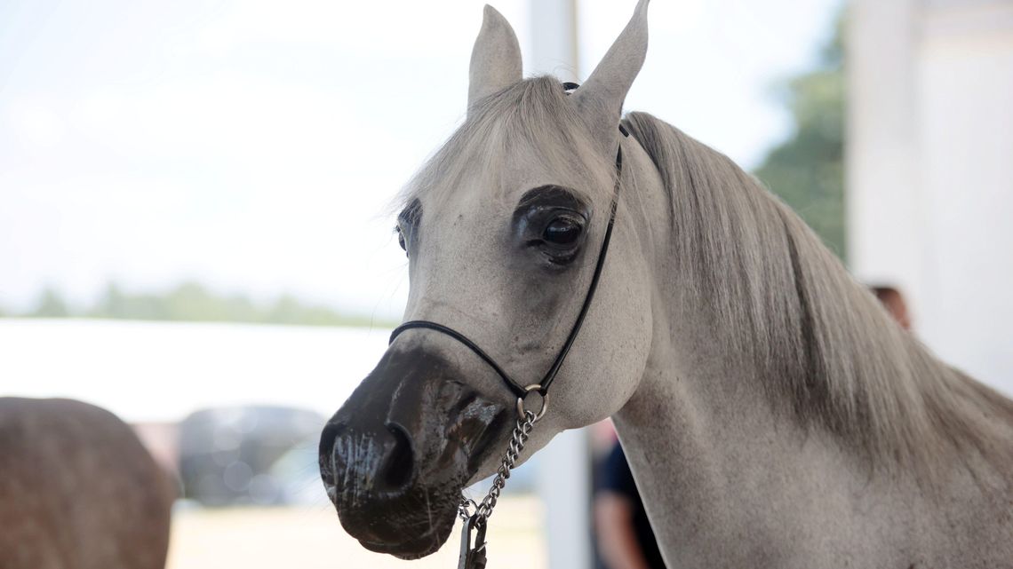 Hubertus Nadbużański: konie, kuchnia i tradycja łowiecka