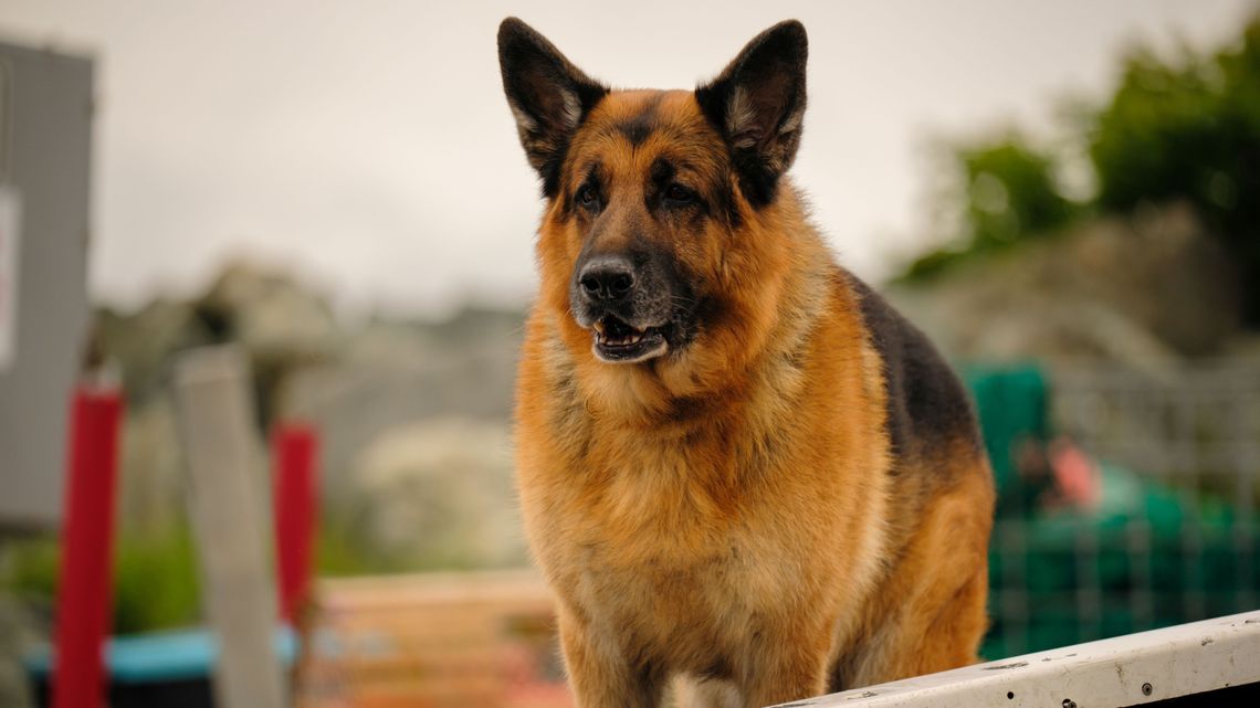 Hudson i Rex: Kiedy premiera nowego sezonu?	