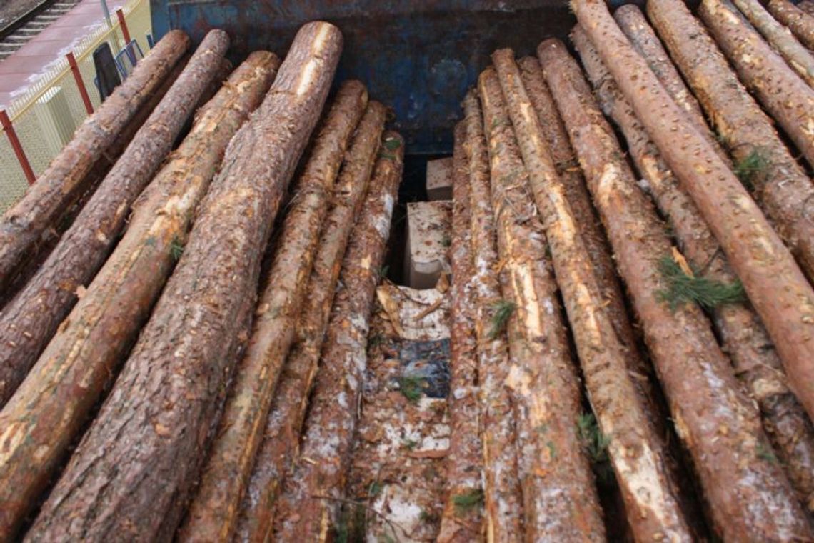 Hurtowy przemyt papierosów pod drewnem